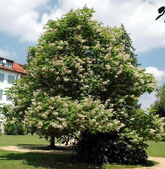 庭院绿化常用树种,梓树__财经头条
