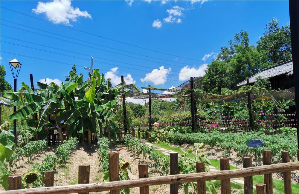 初夏游甘坑客家小镇天气炎热小凉帽农场的植物都被晒蔫了