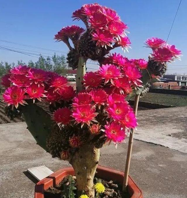 嫁接达人玉树嫁接长寿上花友直呼内行