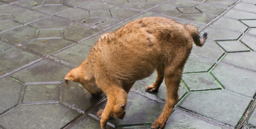 男子偶遇畸形流浪狗,看起来实在可怜,于是做出这样的决定!