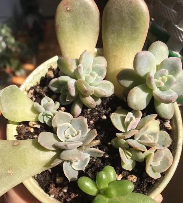 グラパラリーフ 葉挿し苗 ３苗 多肉植物 植物 観葉植物 | boleira.com
