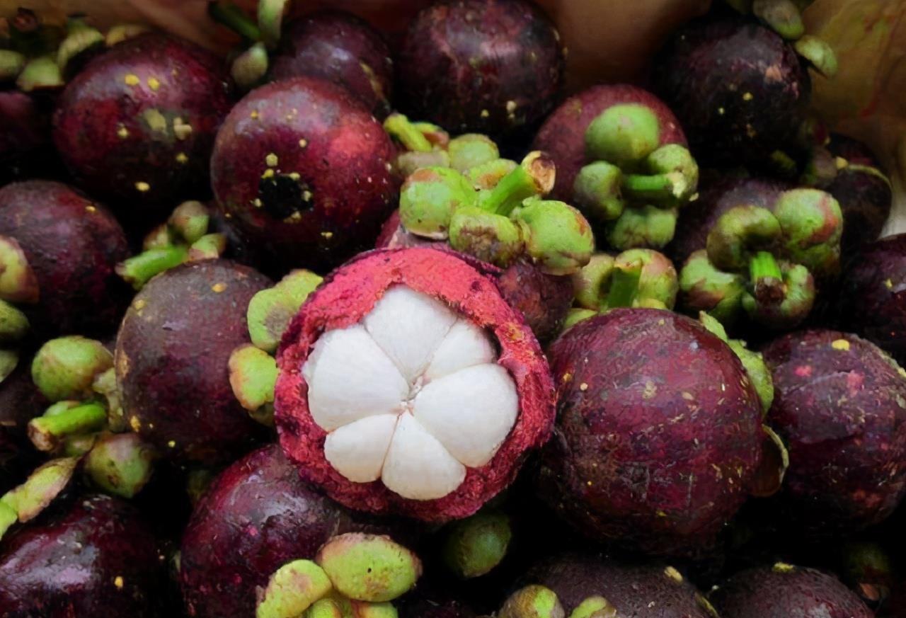 为啥山竹属于贵族水果,原来采摘时这么麻烦,难怪是"水果皇后"