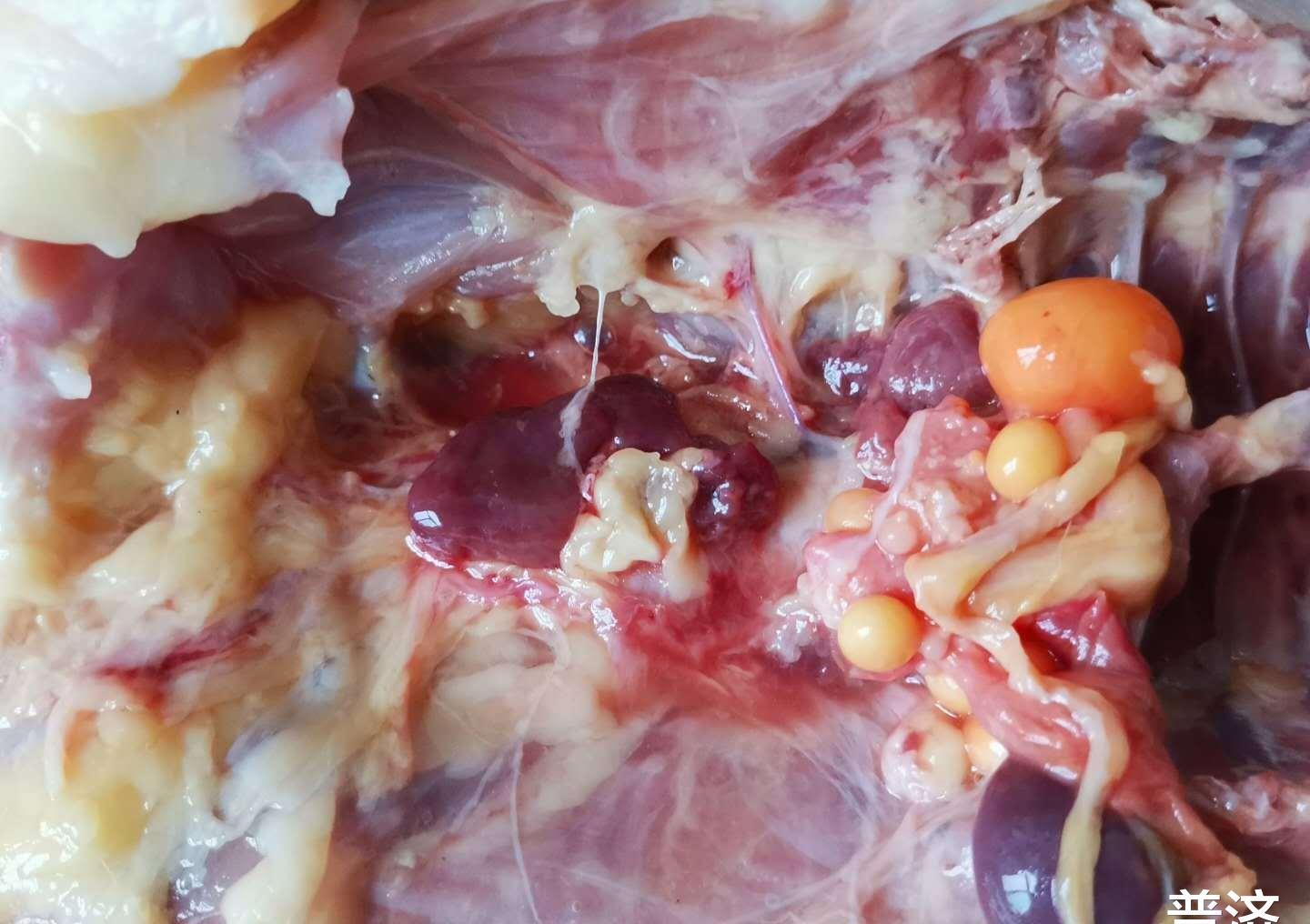 有人说鸡屁股有毒能致癌鸡屁股究竟能不能吃怎么才能去掉