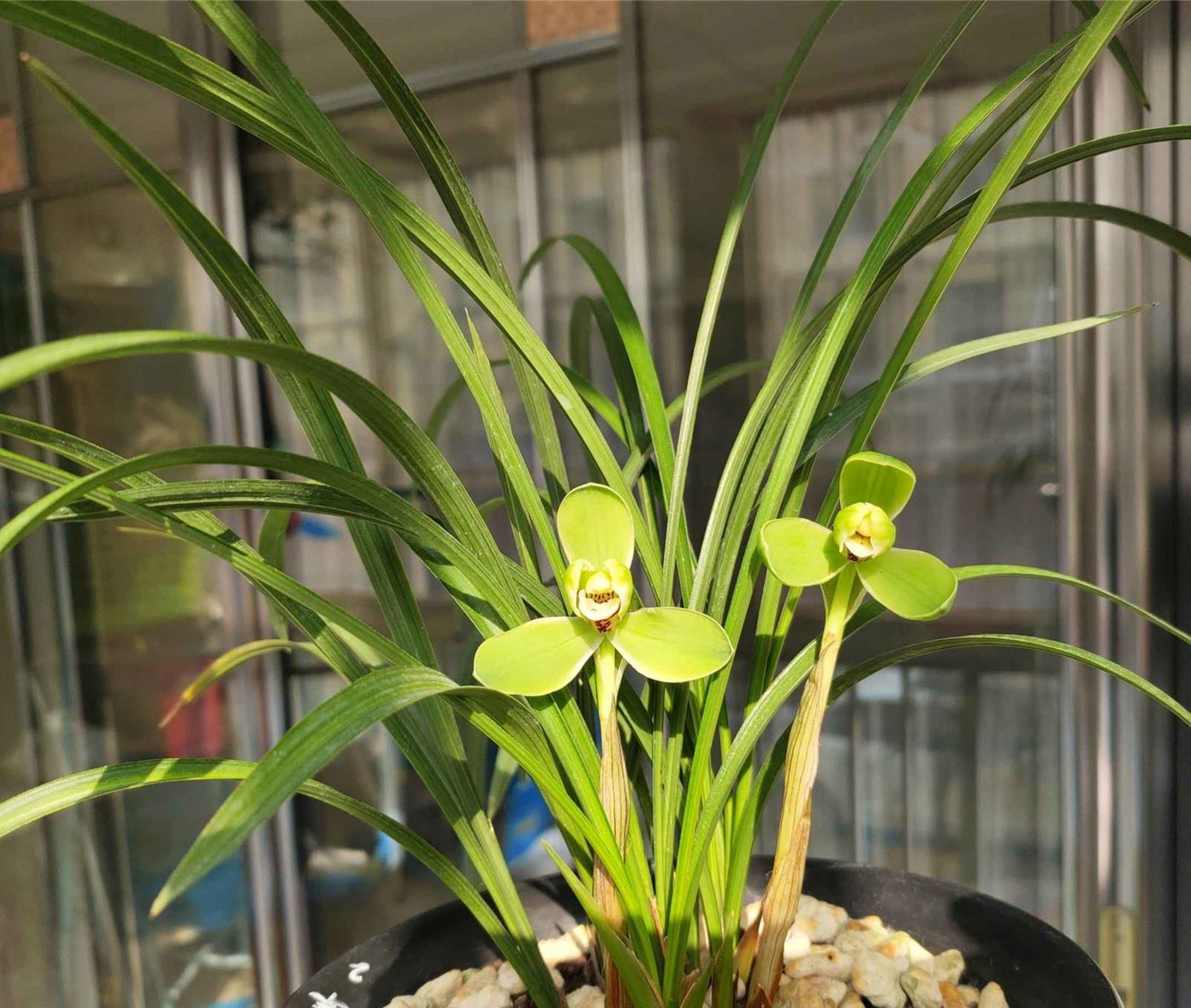 春兰老种"宋梅",瓣型工整,香味持久,养护简单,历史非常悠久