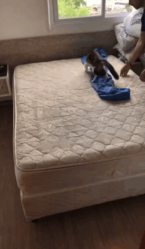 当养猫的人要铺床时……它怎么这么可爱!啊!还低头往缝里看看3.