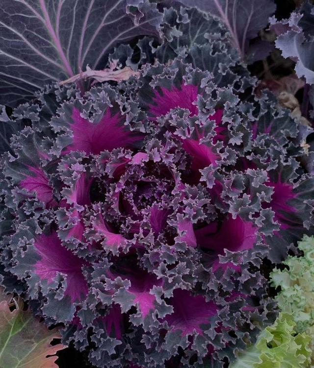 好看的花包菜:羽衣甘蓝|羽衣甘蓝|包菜|牡丹_新浪新闻