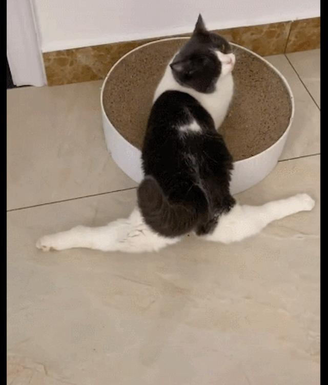 猫咪在用猫抓板磨爪子,两只后腿却呈现一字马姿势,练舞奇才啊?