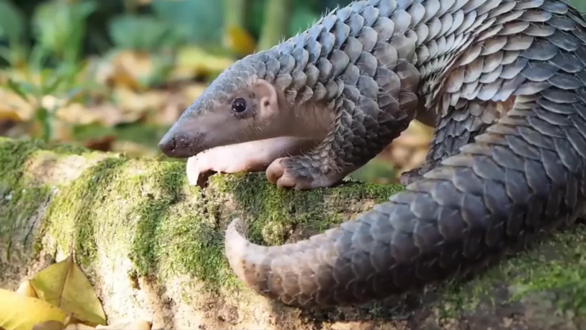 难得一见,近距离观看穿山甲如何带宝宝,温馨又可爱