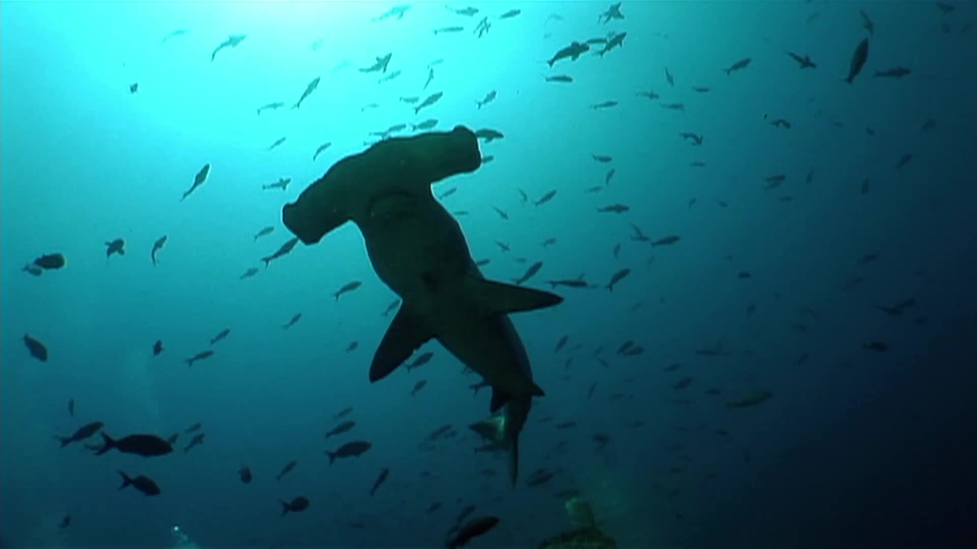 体型庞大双髻鲨,扁平的脑袋和两侧眼睛,成为它们适应深海的表现