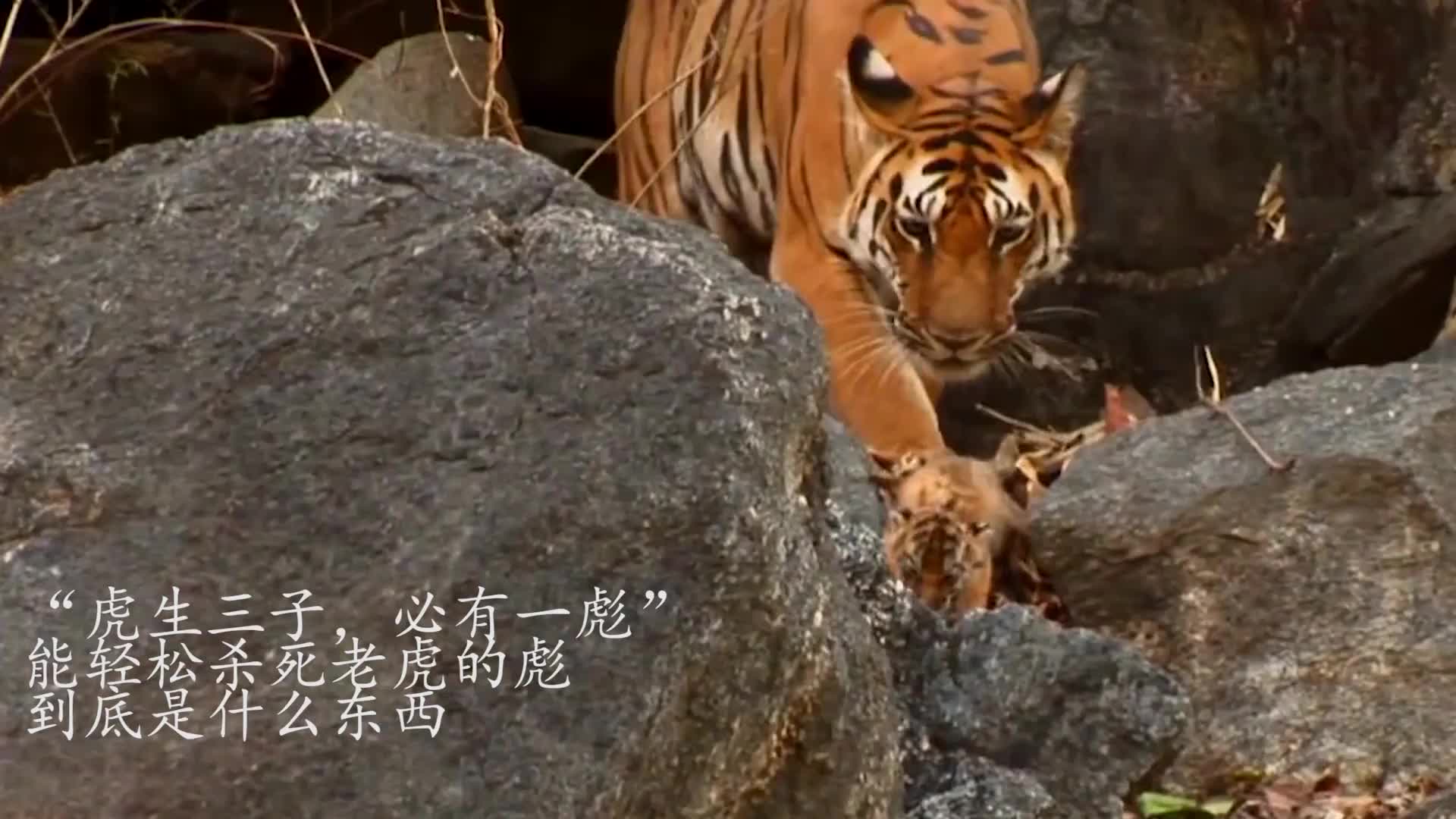 "虎生三子,必有一彪",能轻松杀死老虎的彪,到底是什么东西?