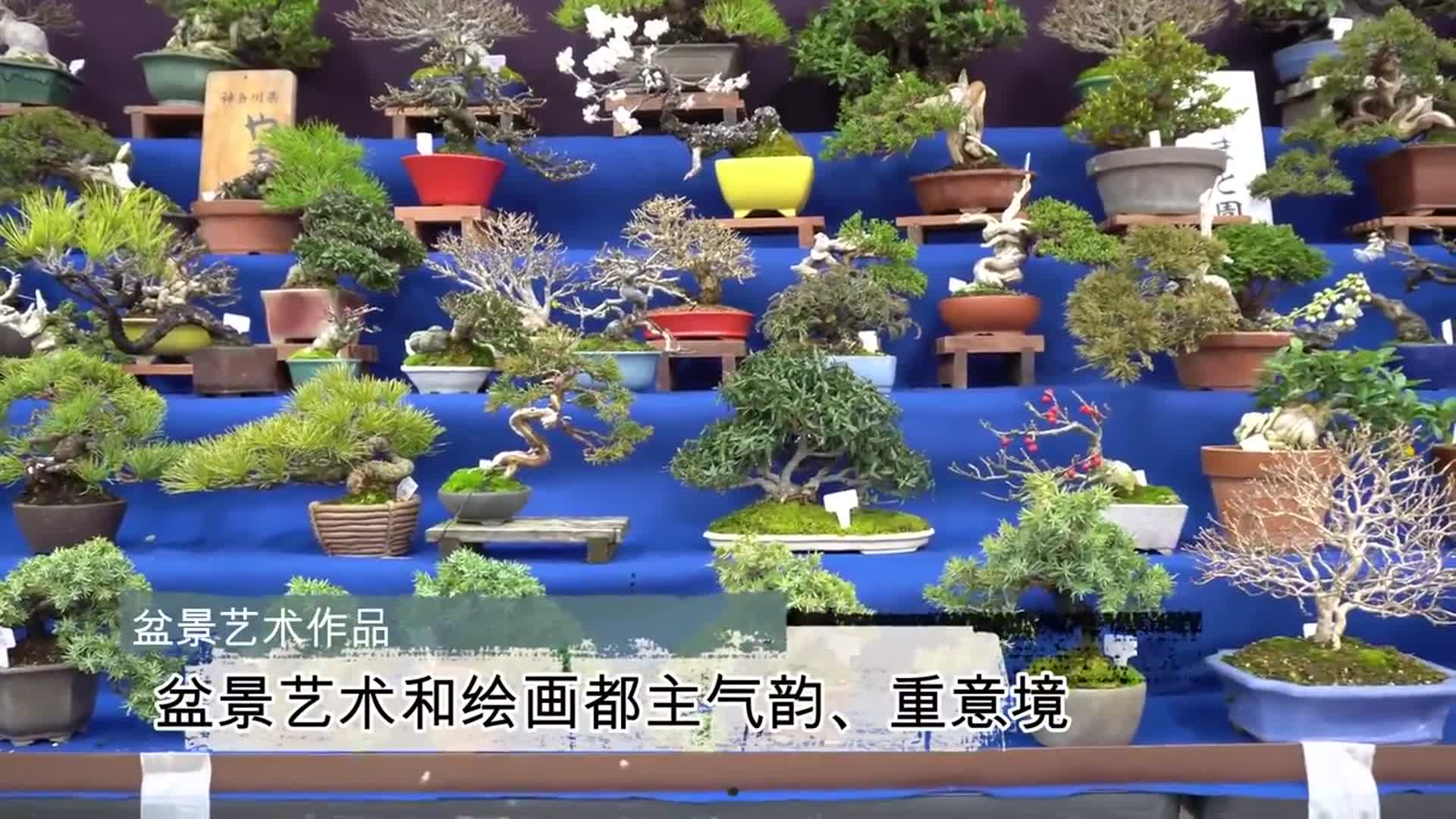 老树桩盆景，沧桑感！“活宝贝”种在盆里还能长那么好，价值不菲