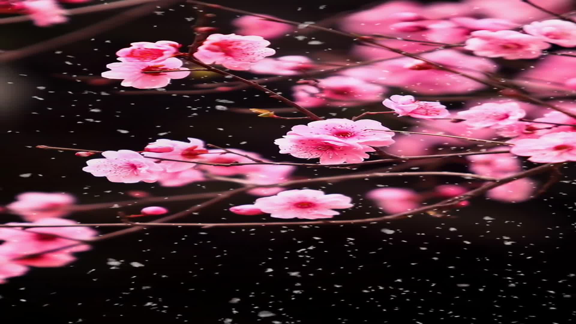 飞花落雪掩梅香欲把红衣换素妆傲骨凌寒疏绮影