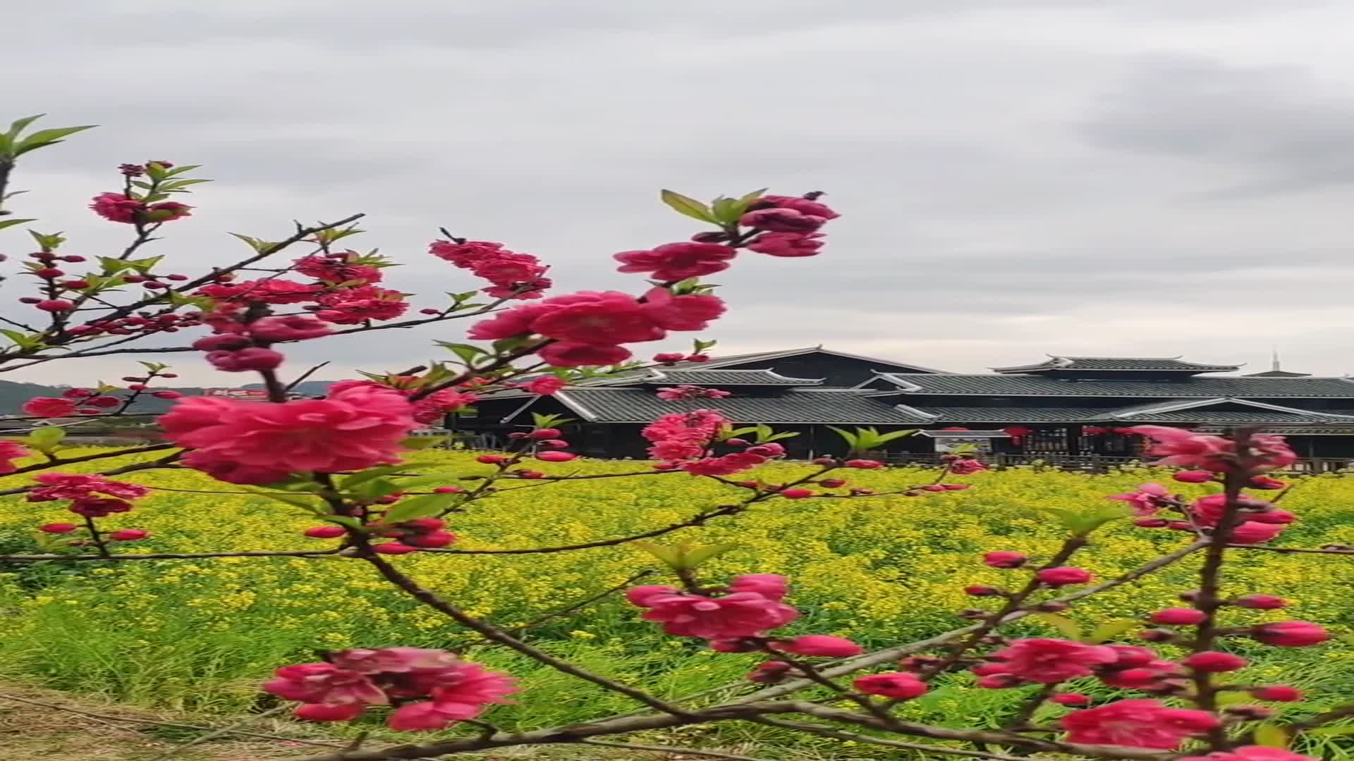春暖花开时,桂林阳朔桃花源美景_手机新浪网