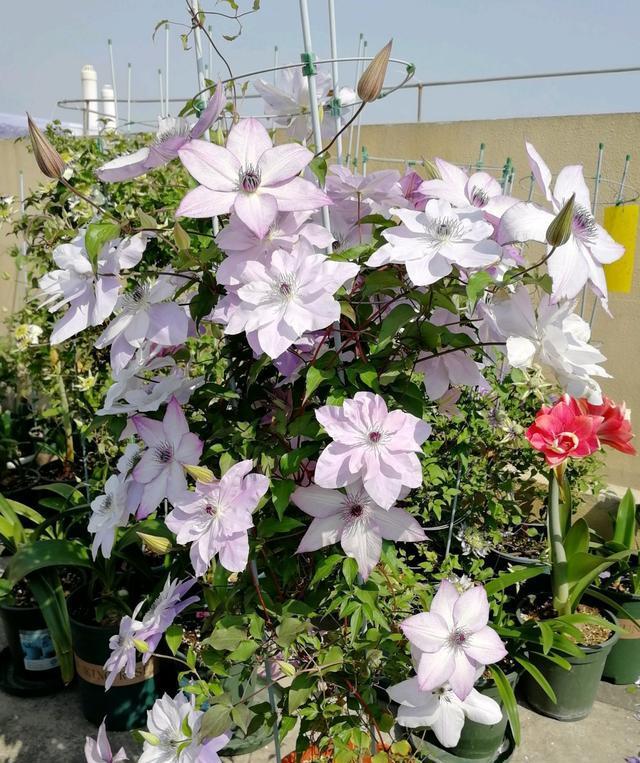 铁线莲界的仙女倒影花朵又仙又美