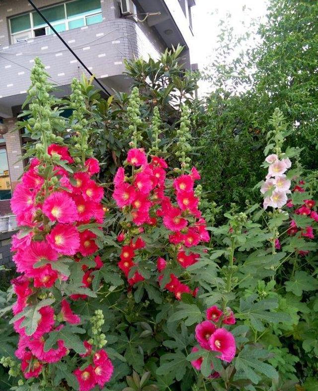 漂亮的蜀葵花 80 90后的回忆 很多人都玩过 90后 蜀葵 蜀葵花 新浪新闻