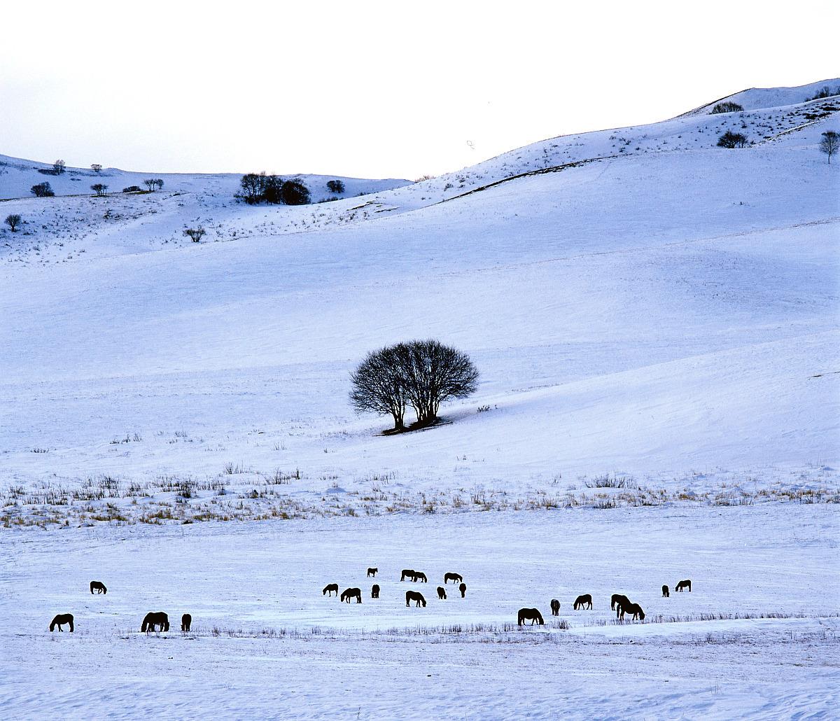 冬天在风霜中把力量积蓄