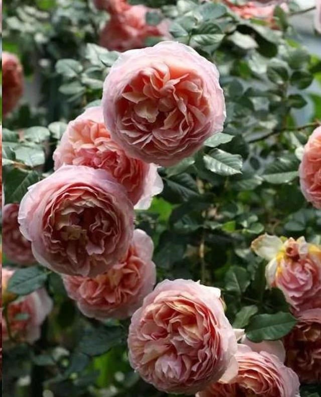 先看配方 肥用多了反而没花看 月季 追肥 发芽期 新浪新闻 先看配方 肥用多了反而没花看 月季 追肥 发芽期 新浪新闻