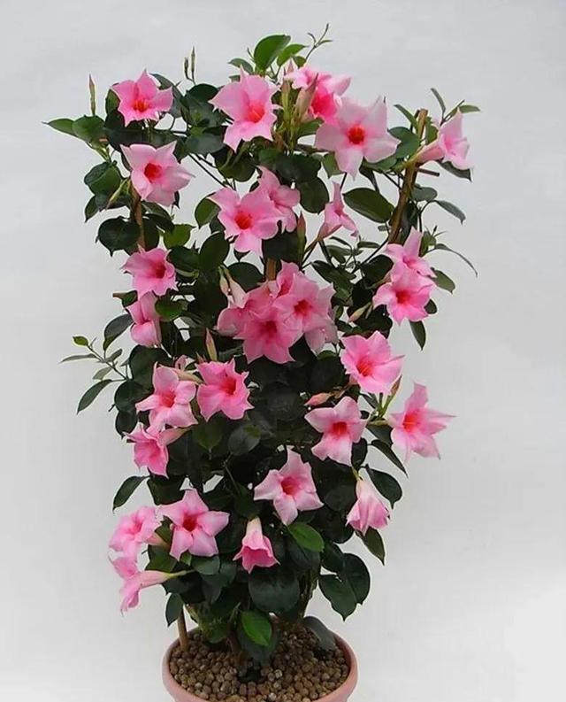 家里养盆红蝉花,夏天嗖嗖爬上墙,开花又大又多