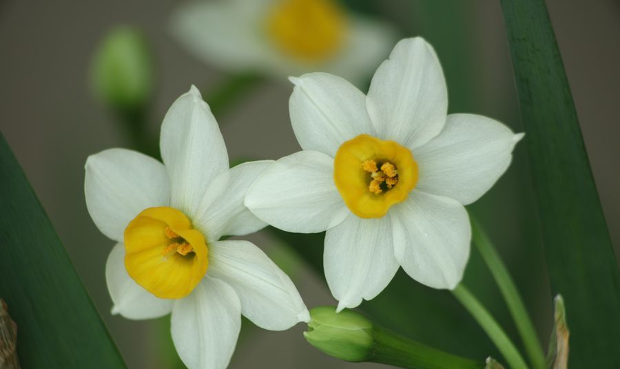 由嫦娥仙子想到的十二花仙 男篇 十二月水仙花仙子高似孙