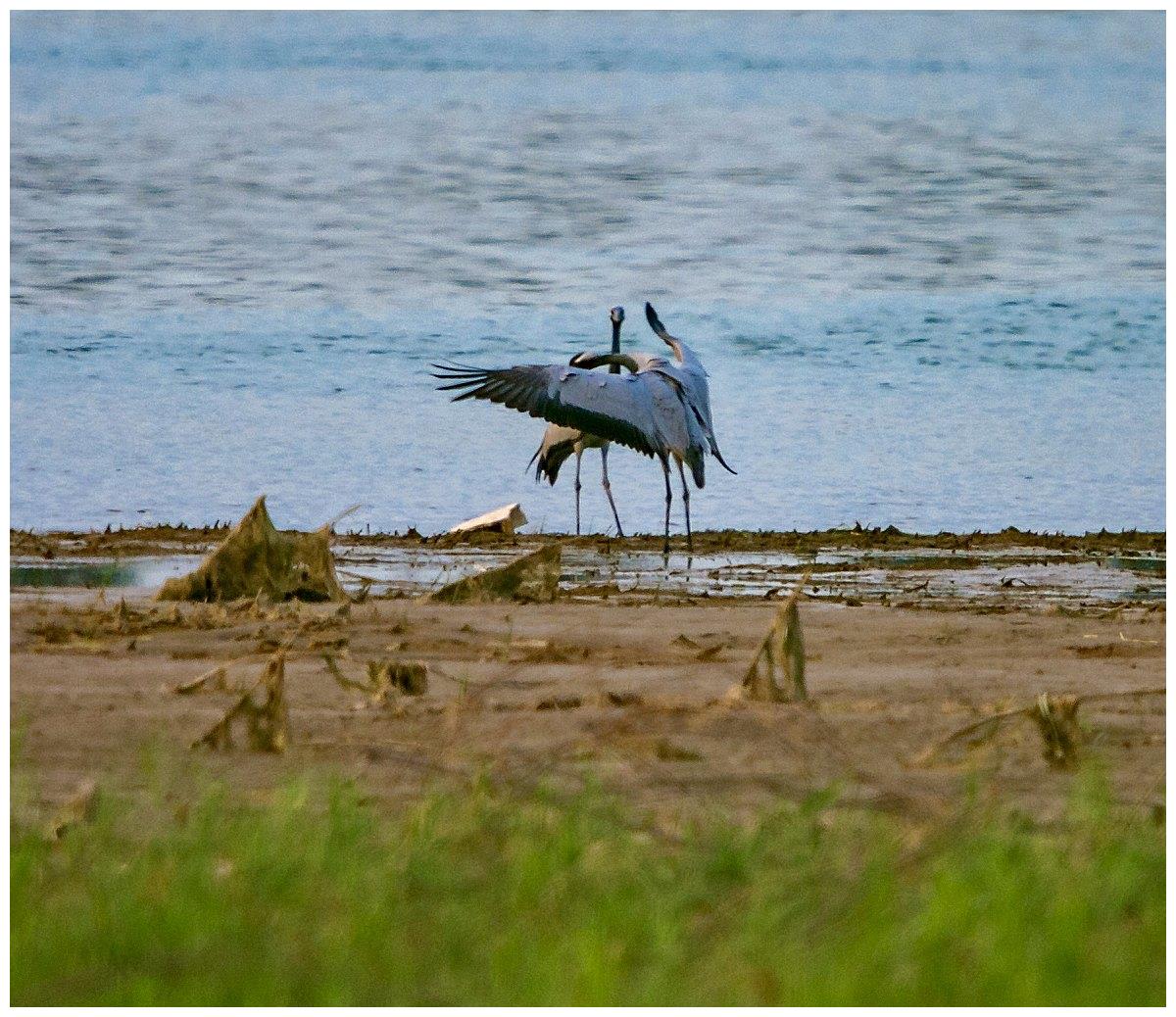 珍稀物种蓑羽鹤,时隔十多年光临孟津黄河湿地