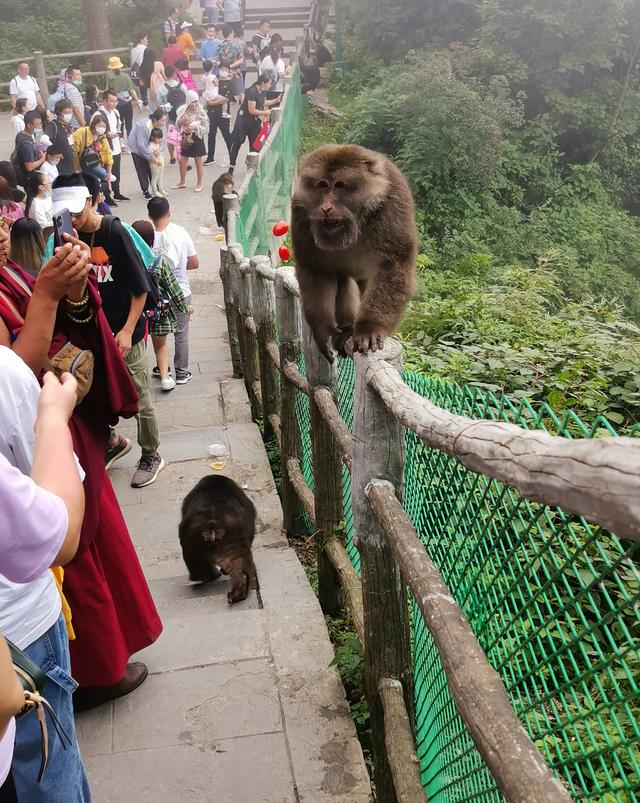 关于峨眉山的猴子这些话题可以说一说