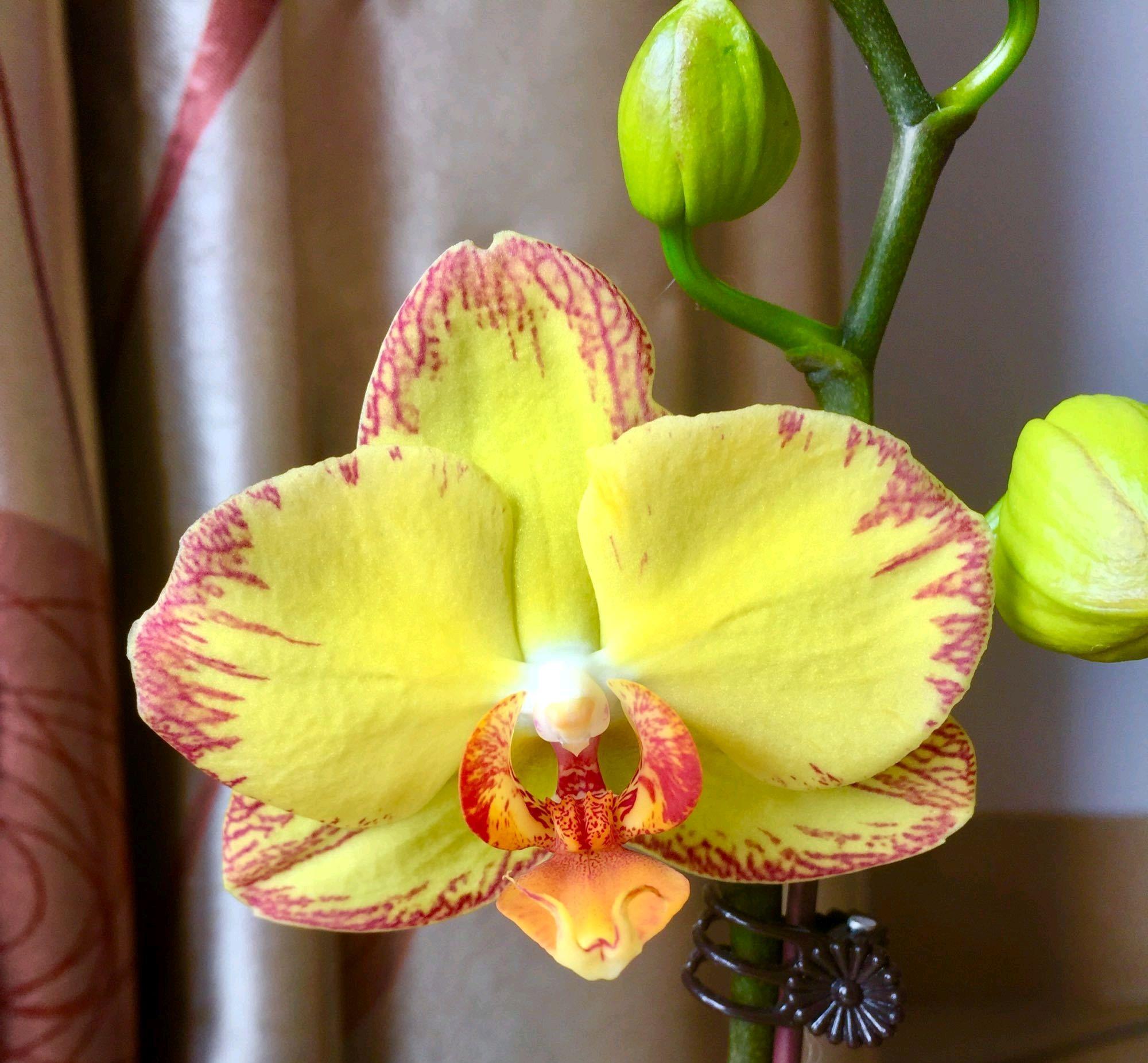 我的蝴蝶兰盆栽长了好多花苞,但是叶片一直发软不挺拔是怎么办?