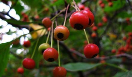 吃到过什么:零食,野果类:在那里吃得最多小零食的是松塔,蓝莓,酸丁子