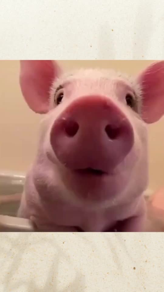 小粉猪的美丽生活小舒服一边洗澡一边吃饭嘟嘟嘴还要亲亲