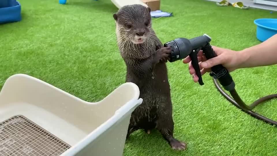 主人冲座椅,水獭拼命堵水枪,场面笑爆了