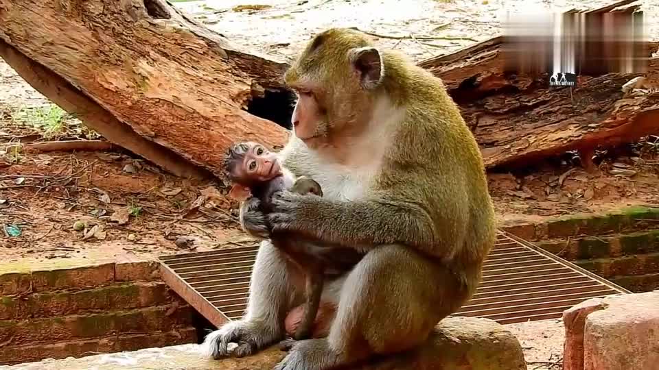 猴爸:卢卡斯,别怕有爸爸保护你