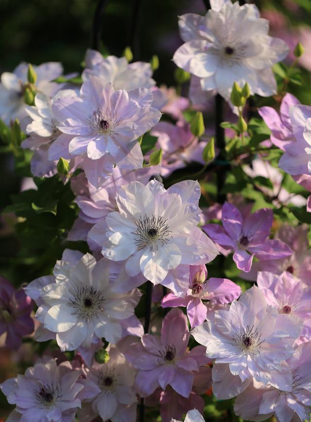 铁线莲界的仙女倒影花朵又仙又美