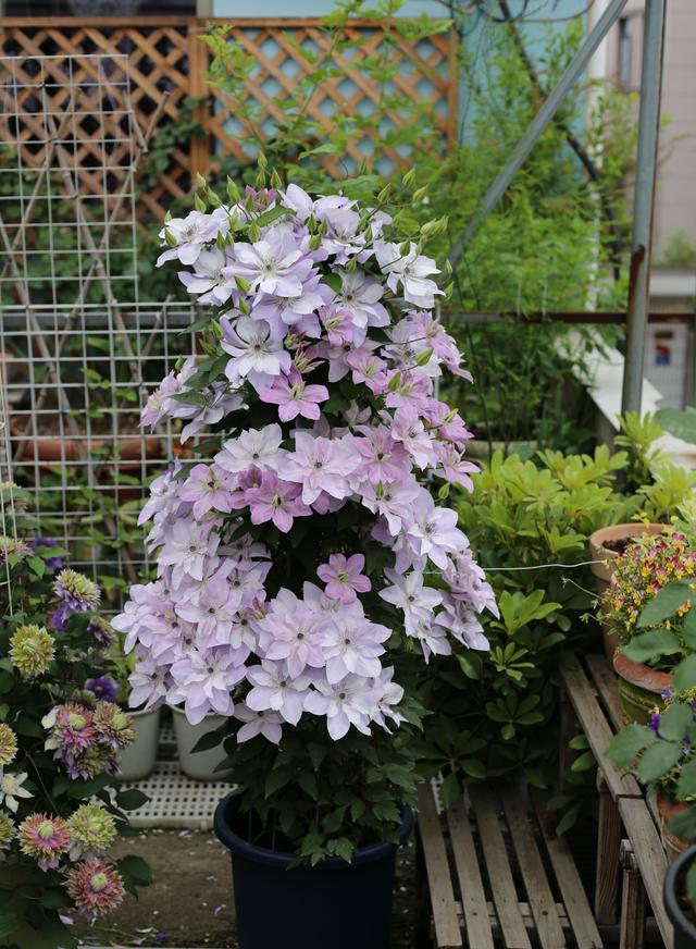 铁线莲界的仙女倒影花朵又仙又美