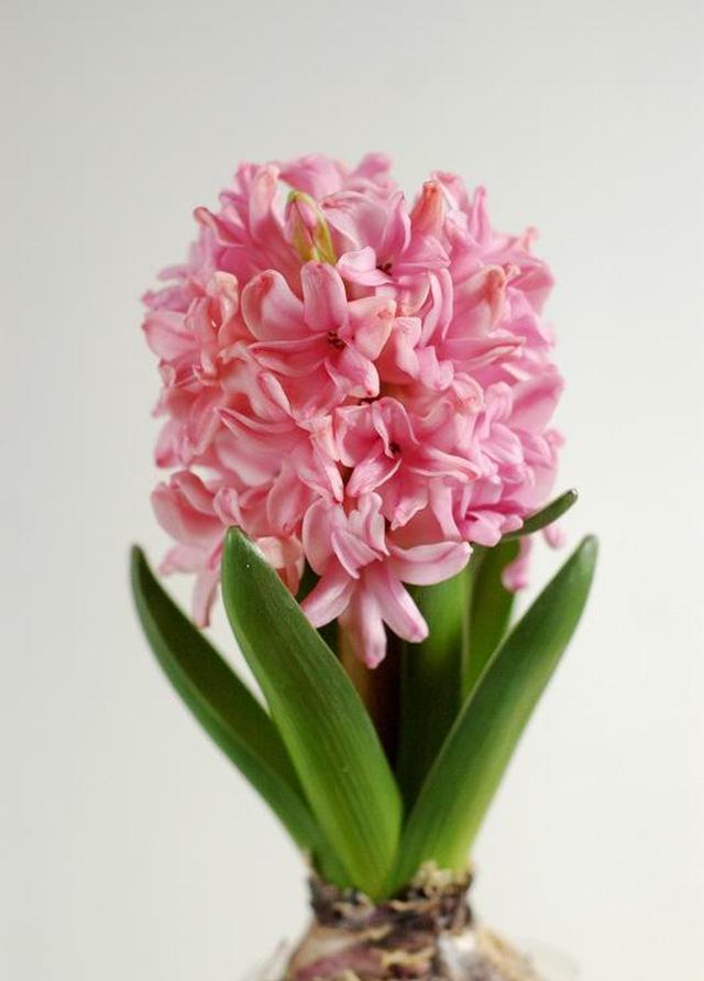 代表十二月的风信子 其花语是什么