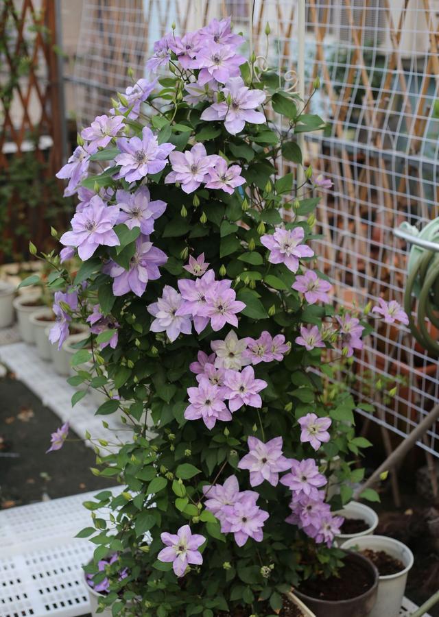 铁线莲界的仙女倒影花朵又仙又美