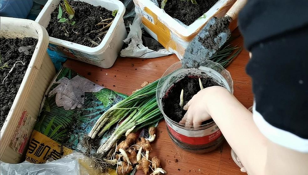 生姜很贵别再买了,教你阳台种植盆栽生姜,让你一年都吃不完
