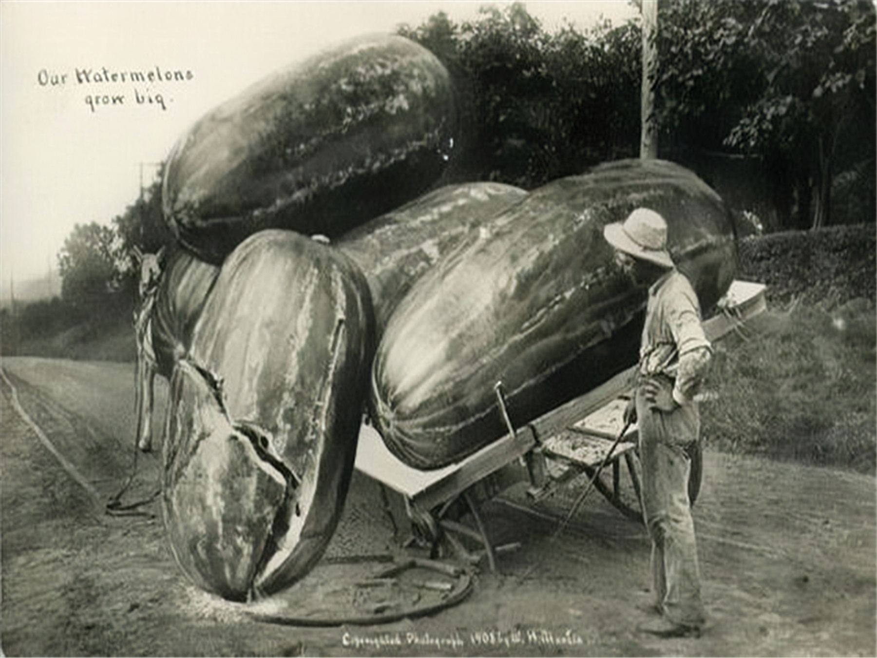 100年前美国的浮夸风宣传母鸡比骆驼还大一颗玉米三米长