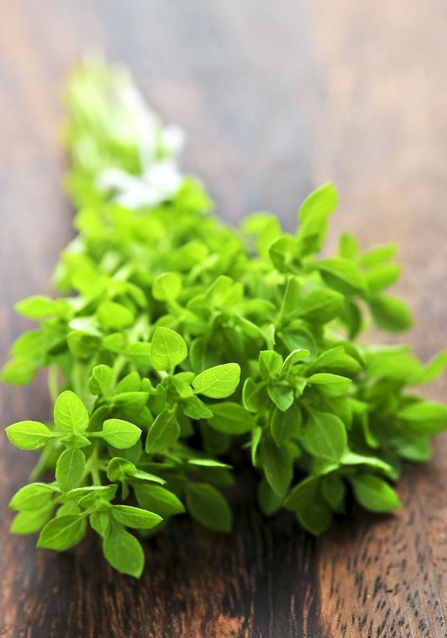 牛至,一种在香料配伍中效果明显的佐料,了解它可以丰富回口香气|牛至|