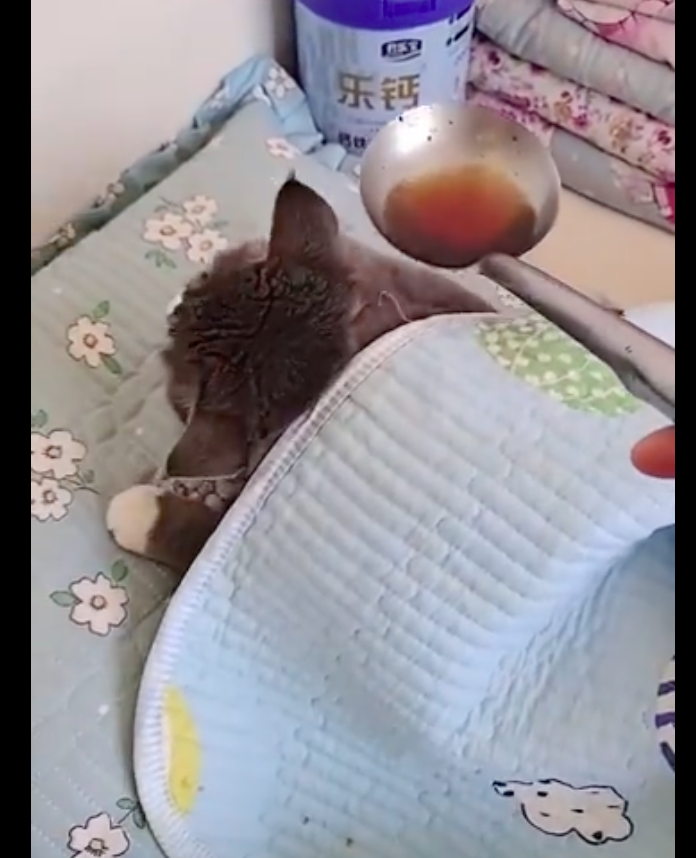 网友给睡觉的猫咪端水喝，它吓得马上就起身了：你是给大郎喂药啊