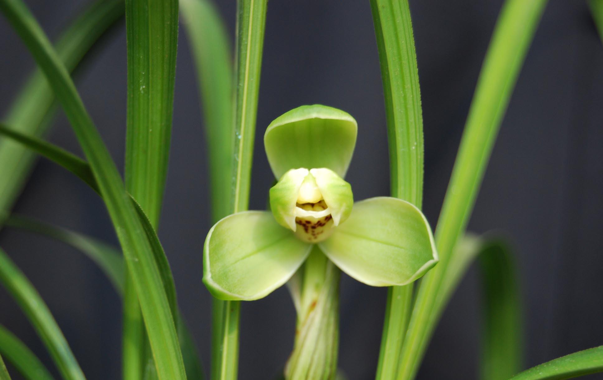 春兰老种"宋梅",瓣型工整,香味持久,养护简单,历史非常悠久