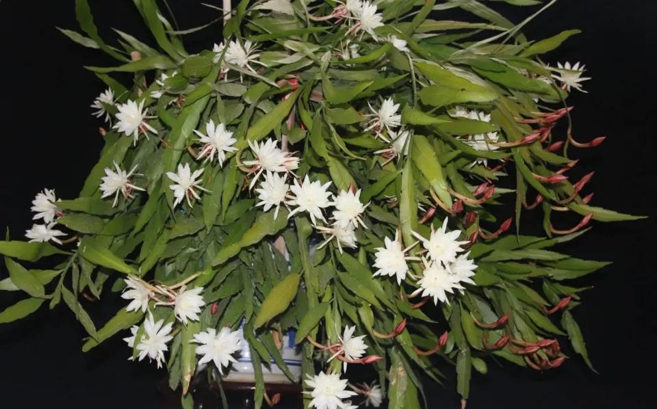 剪掉昙花叶片上的很多侧芽可以吗?不要进入养护误区,小心不开花