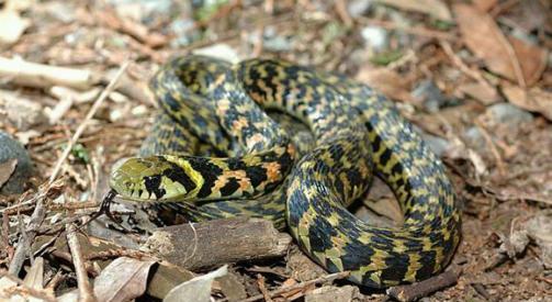 这种毒蛇体内藏有毒液,很多人却认为它是无毒蛇,这是什么原因?