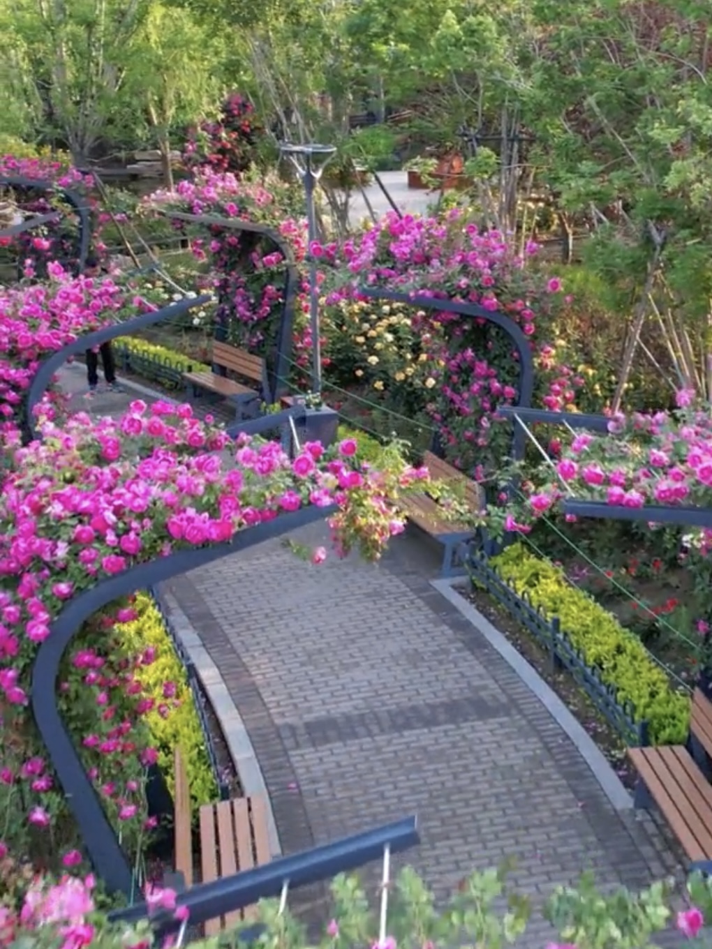 快来看!月季隧道惊艳亮相郑州_高清图集_新浪网