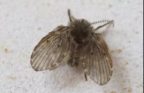 听说从下水道出来的…|黑虫|蠓|下水道_新浪新闻