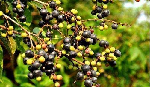 农村野果号称"清明籽",冲击高端市场的黑马,当成盆栽一盆1500