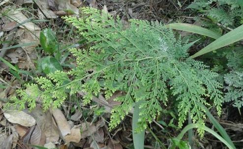 农村这野草,人称"万能解毒王",价值珍贵却少有人识,可惜了!__财经头条