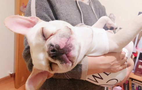 法国斗牛犬 爱你 的表现 要是一个也没有 就该反省了 法国斗牛犬 主人 狗狗 新浪新闻 法国斗牛犬 爱你 的表现 要是一个也没有 就该反省了 法国斗牛犬 主人 狗狗 新浪新闻