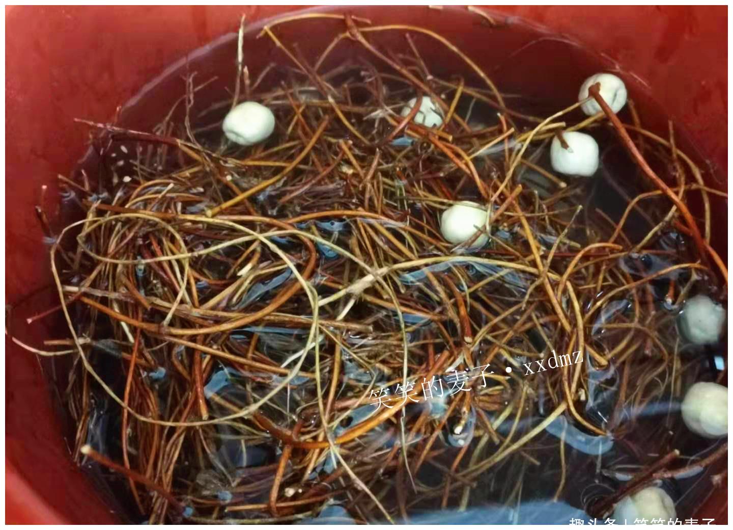 1,把鸡骨草切成段,清洗干净,白莲子清洗干净,两种食材一起放入砂锅.