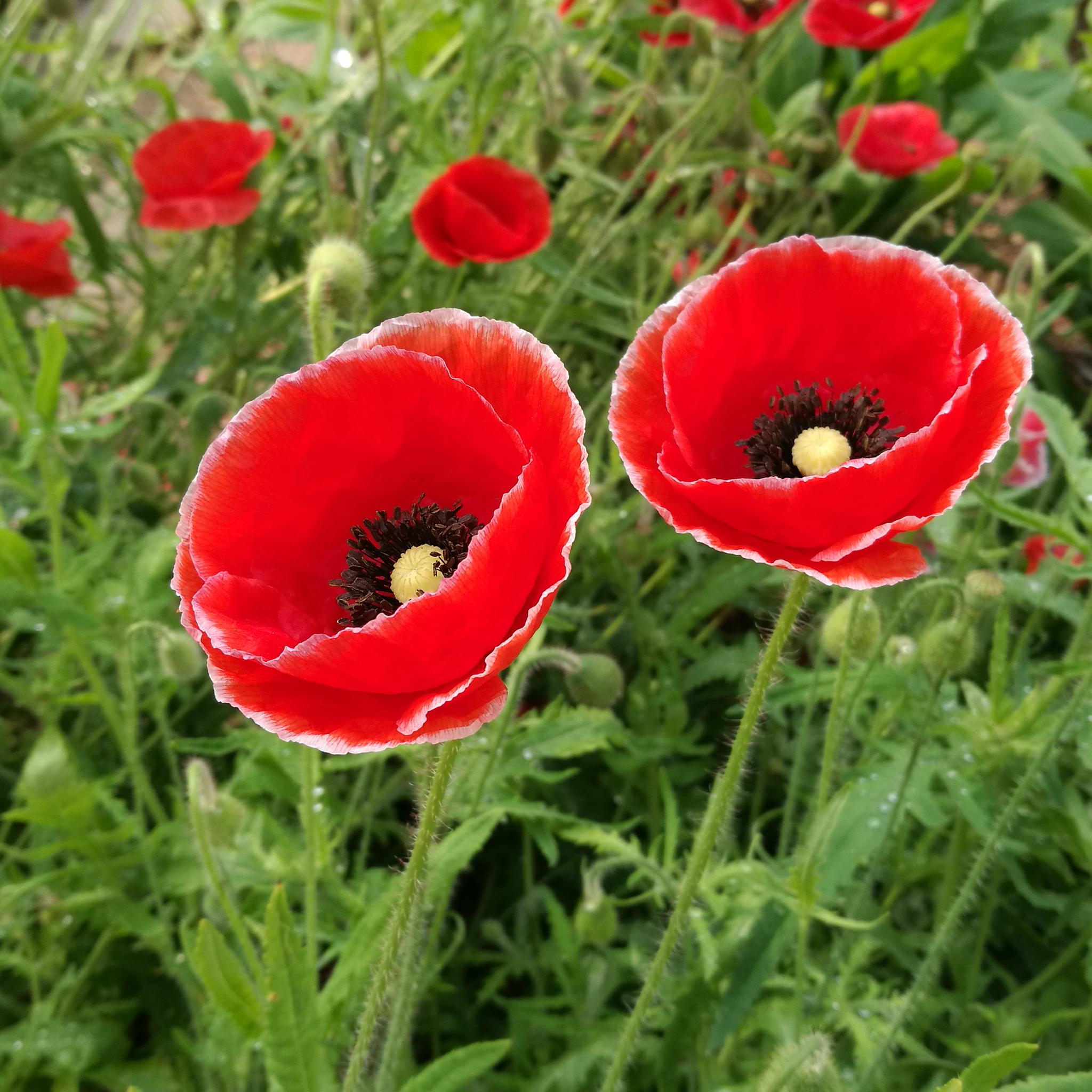 草本花卉 红色虞美人_高清图集_新浪网