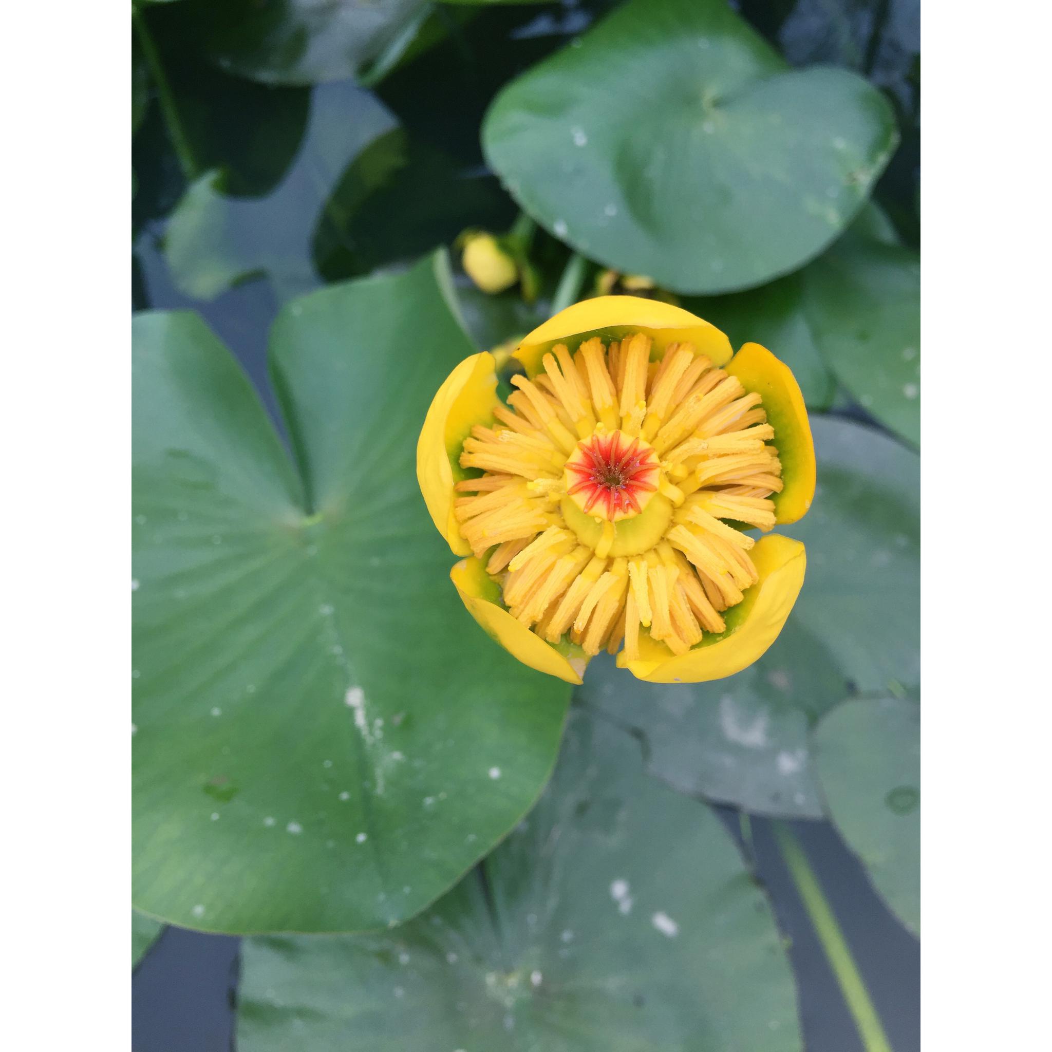 黄金莲/萍蓬草_高清图集_新浪网