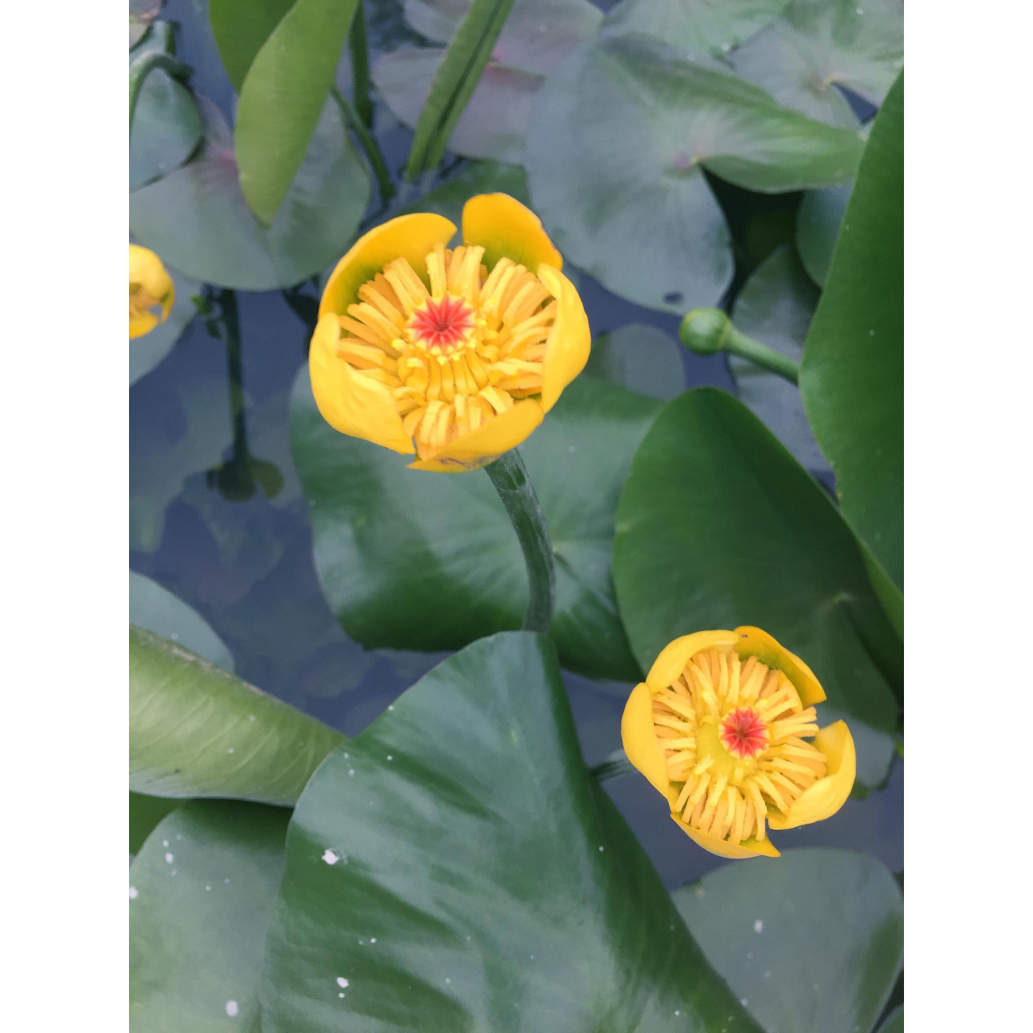 黄金莲/萍蓬草_高清图集_新浪网